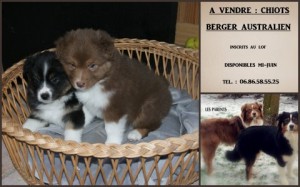 affiche chiots BERGER AUSTRALIEN