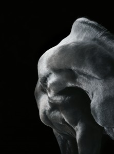 Dante’s Neck © Tim Flach