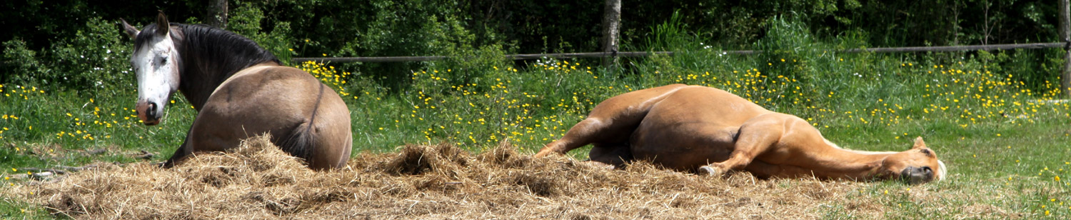 Dans ma prairie, Saffir First Water et Goldy Woody Whiz (chevaux de balades sporadiques), ne semblent guère stressés.  © Marc Bainaud