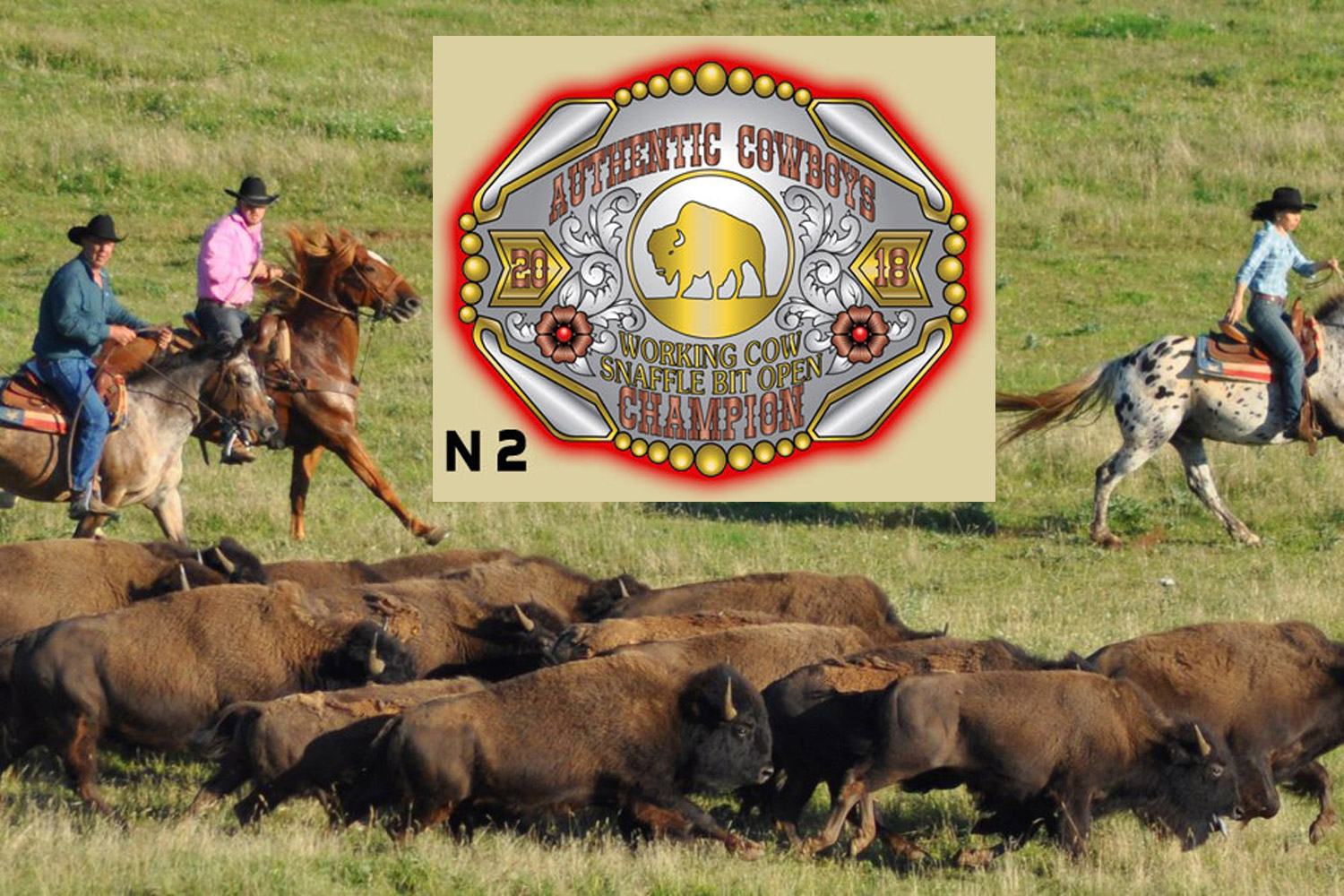 Cavaliers, chevaux et bisons, le quotidien au ranch de Randals Bison à Lanuejols, Gard, France. ©DR