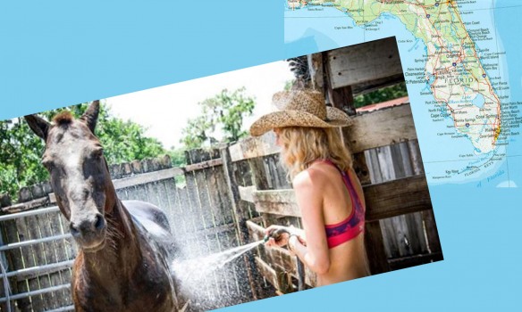 Les mustangs, la Floride et vous…