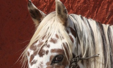 Ancien ou moderne,  il existe un Appaloosa pour chaque goût