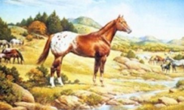 Histoire de l'Appaloosa: le cheval des Indiens et de ceux qui les aiment