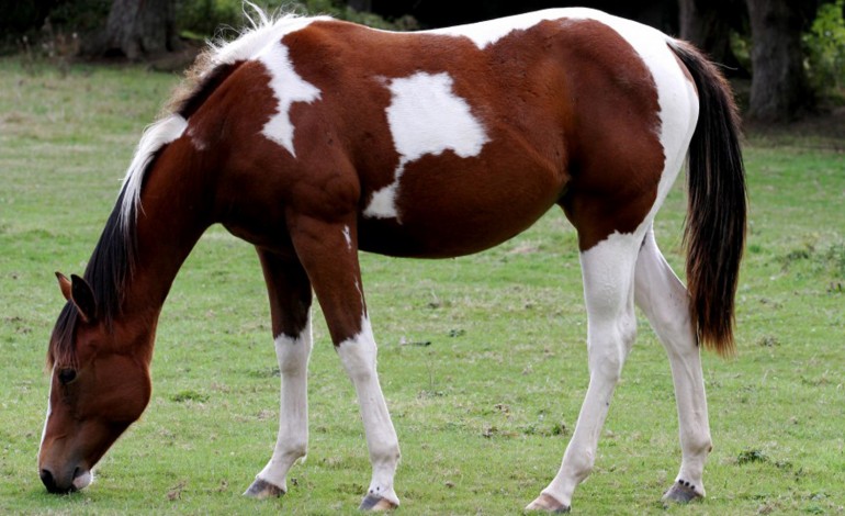 Histoire (colorée) du Paint Horse