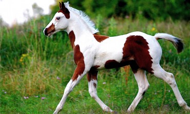 France Paint Horse Association