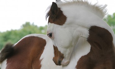 APHA (American Paint Horse Association) : Made in 1962