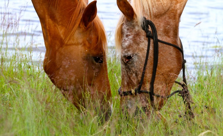 ApHCF (Appaloosa Horse Club de France)