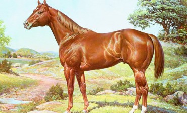 Histoire du Quarter Horse... Le meilleur cheval du monde