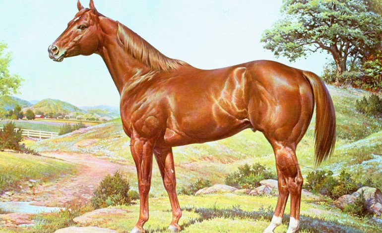 Histoire du Quarter Horse... Le meilleur cheval du monde