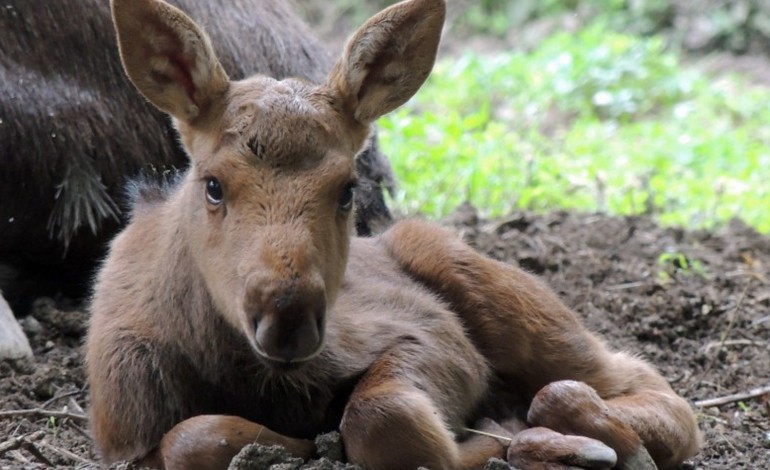 Naissance d’un élan américain en Indre !