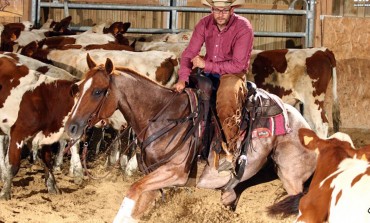 Remoray (25)- CCHA Golden Horse Stables - Les jeunes sont là