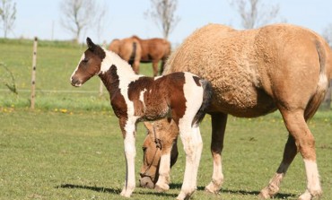 Le poulain curly tout frisé du printemps est arrivé !