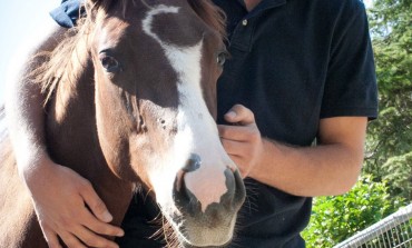 Disciplines et chevaux western en vedette à Offenburg en Allemagne