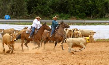 Viriat (01) – 15 au 17 août 2014 – International Cattle Work Trophy