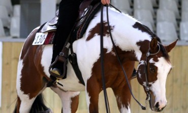 Le Pin (77) – 17 & 18 octobre 2014  - Finales championnat de France Paint Horse