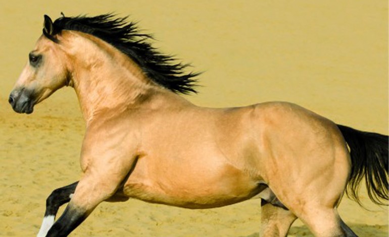 Pour faire de 2015 une nouvelle année du cheval