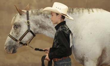 Les poneys des Amériques à la conquête de la France