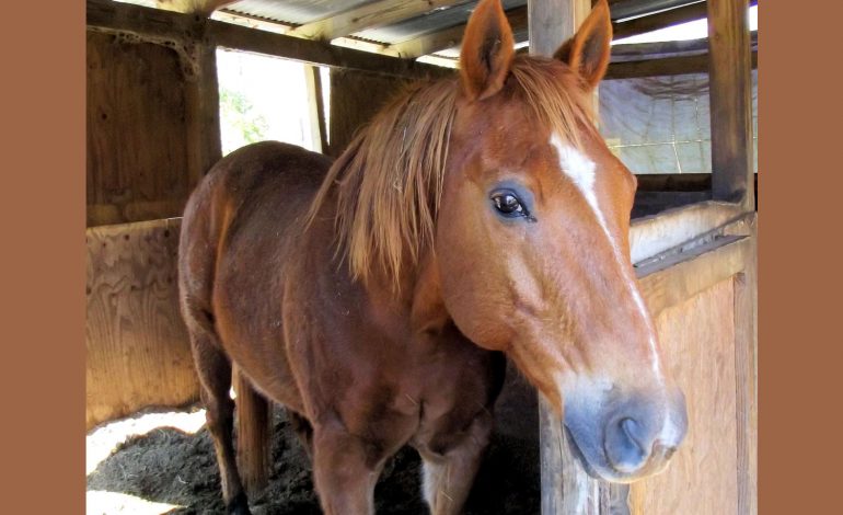 A Equita Lyon 2021 : tout sur la - bonne - santé de votre cheval
