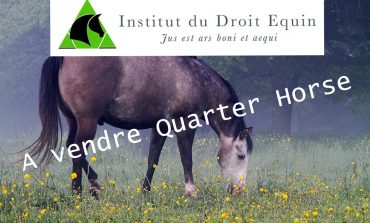 Vendre un cheval : tout ce qu’il faut savoir