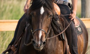 Prêter ou louer un cheval, que dit le droit ?