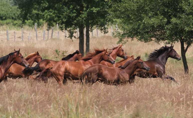 Et si le cheval de vos rêves était américain…