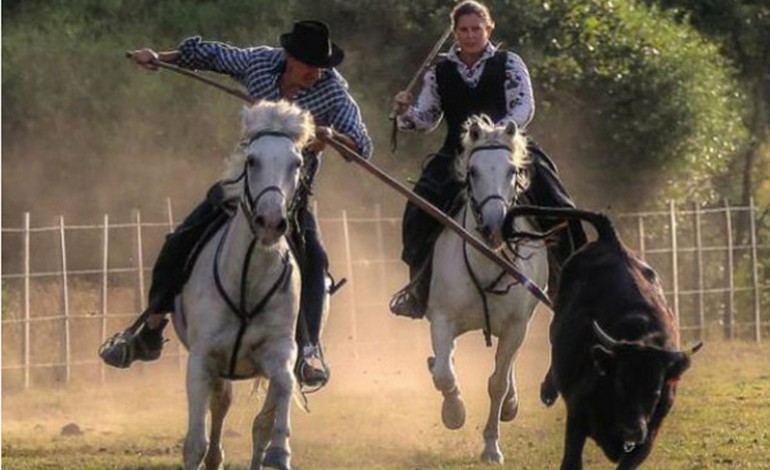 Les Chevaux du Sud reviennent…