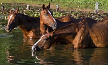 Portrait de cowboy brésilien… un des derniers ?