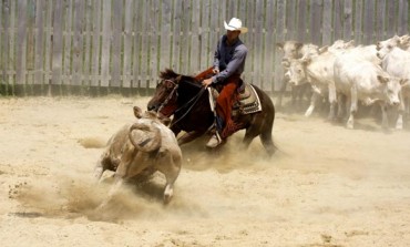 Show de Cutting dans le Doubs