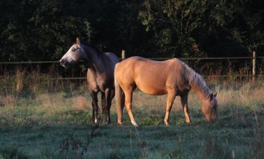La protection sanitaire des chevaux passe par tous les détenteurs