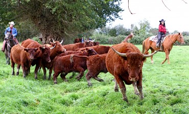 Ramassage des bovins en Anjou, on demande des cavaliers volontaires !