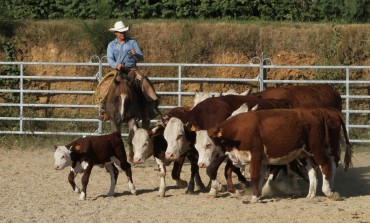 Travaillez le bétail au DD Ranch Work avec Didier Dubrui les 2 et 3 avril 2016
