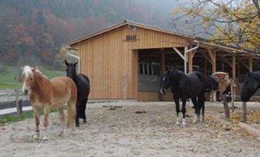 Et si votre cheval vous demandait à intégrer une « écurie active » ?