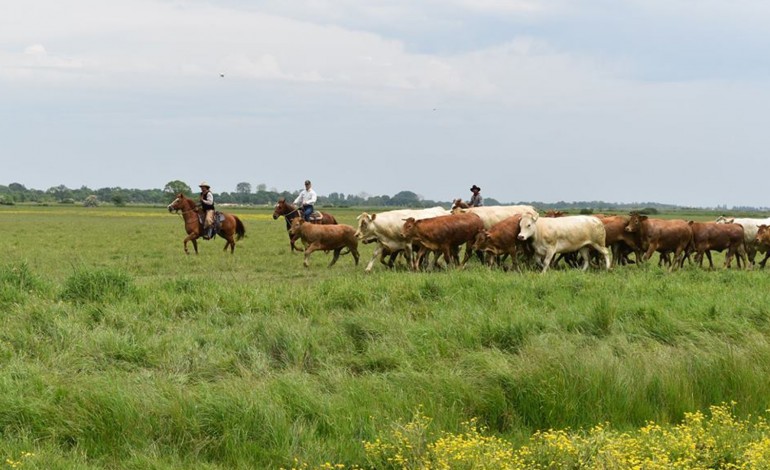 Stage Versatile Ranch Horse en Vendée