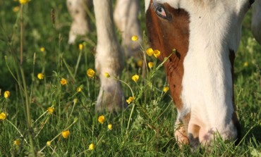 Plus d’herbe, moins de vermifuges !