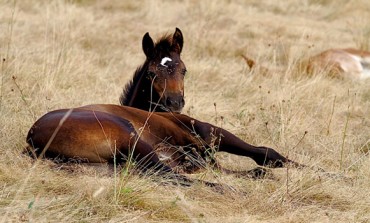 Cheval et spray anti-insecte : conseils pratiques