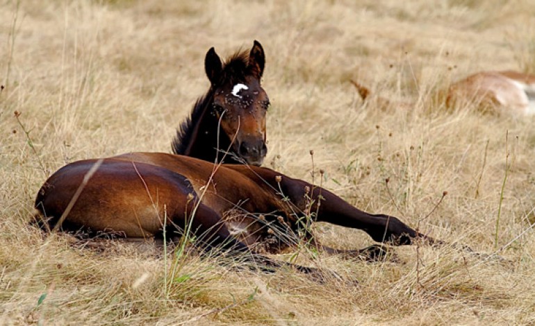 Cheval et spray anti-insecte : conseils pratiques