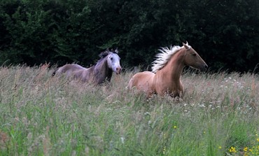 Eleveurs de chevaux américains, des chiffres qui vous concernent…