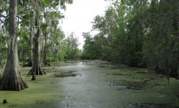 Sensations fortes dans le bayou !