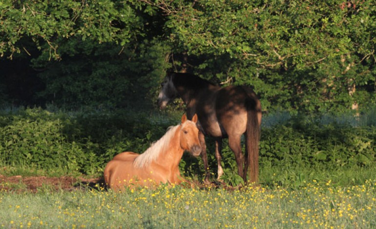 PAC : la filière cheval monte au créneau