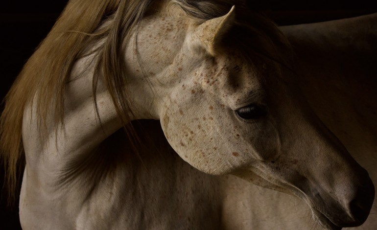 Chevaux en figures libres