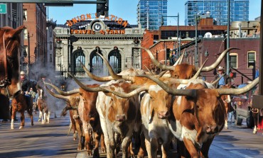 Quand bétail et cowboys arrivent en ville… c’est à Denver