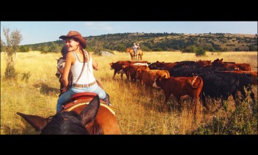 Les bons plans de Randals Bison, de la terrine de bison au whisky pour le réveillon au spectacle du tri de bétail