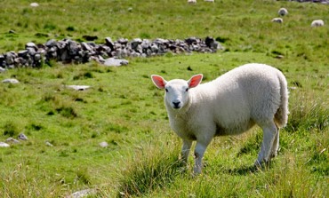 Et si la France organisait le championnat du monde de tonte de moutons en Limousin ?