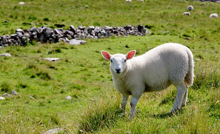 Et si la France organisait le championnat du monde de tonte de moutons en Limousin ?