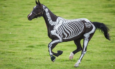 Gillian Higgins, la femme qui peignait sur les chevaux, bientôt à Chantilly