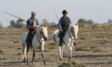 Le cheval Camargue fait salon du 17 au 19 février 2017 sur ses terres