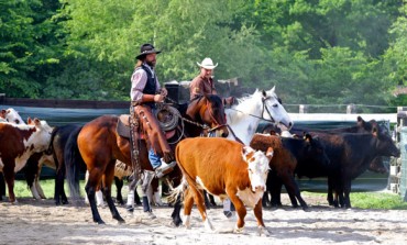 Versatile Ranch Horse à Acigné (35) les 27/28 mai 2017, les photos...