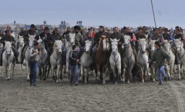 Chevaux et taureaux, un spectacle inoubliable en Camargue les 10 et 11 novembre 2017