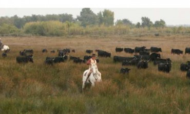 Le cheval Camargue fêté en son pays