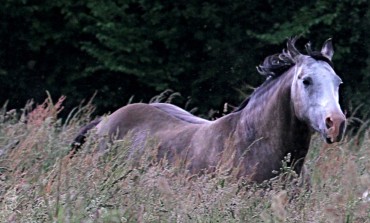 Le Sénat reçoit les doléances de la filière cheval et le Premier Ministre demande à en savoir plus…